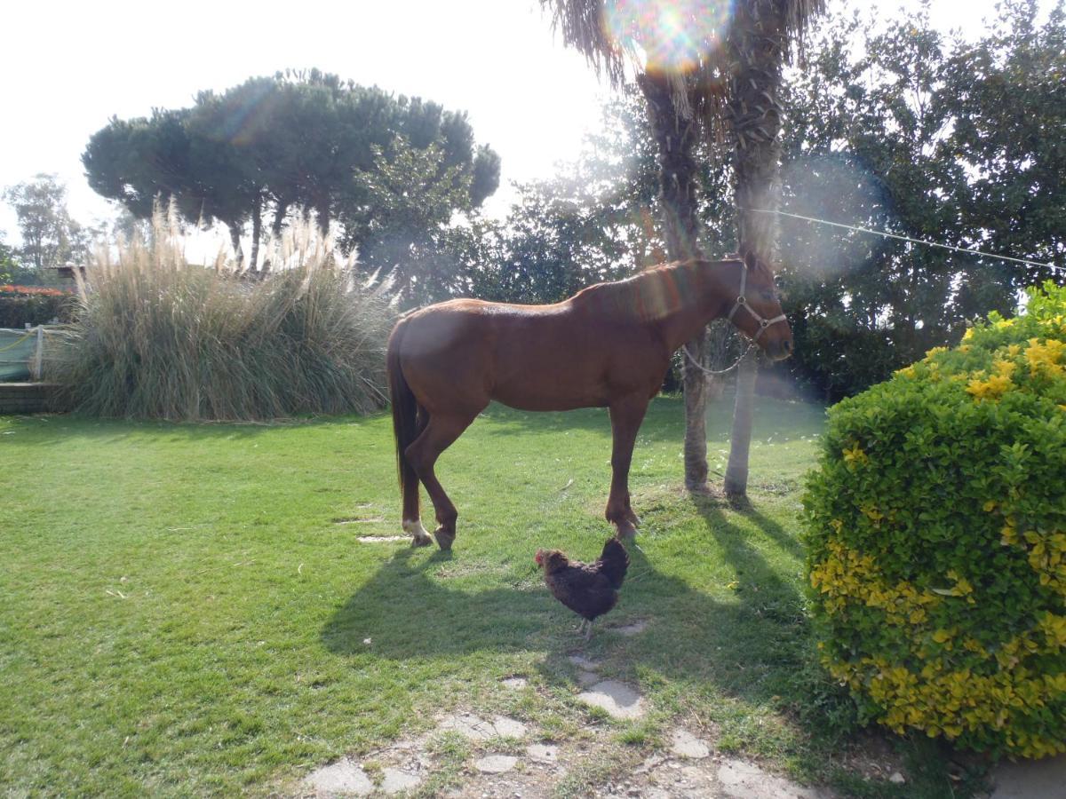 B&B Villa Sans Souci Civitavecchia Luaran gambar